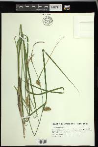 Carex vesicaria image