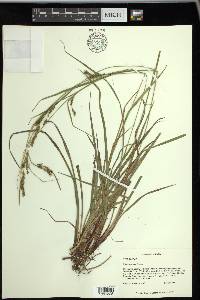 Carex venusta image