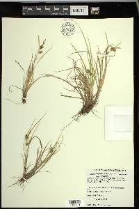 Carex viridula subsp. viridula image