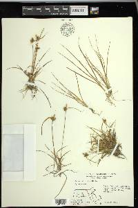 Carex viridula image