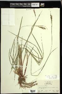 Carex virescens image