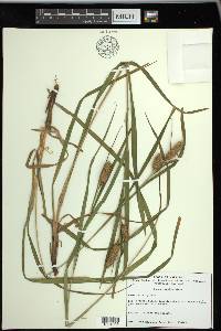 Carex typhina image