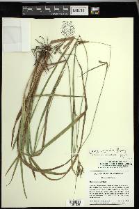 Carex venusta image