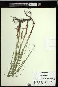 Carex vestita image