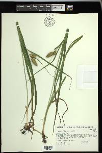 Carex typhina image