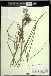 Carex vesicaria image