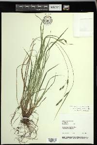 Carex virescens image