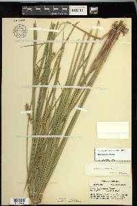 Carex vesicaria image