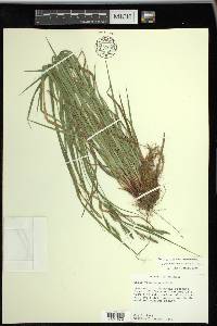 Carex virescens image