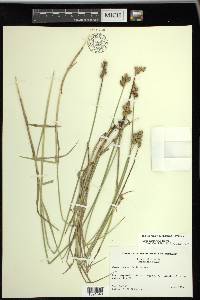 Carex vexans image