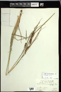 Carex vesicaria image