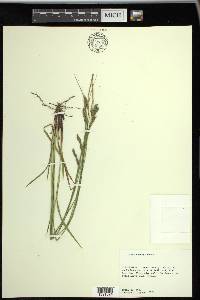 Carex venusta image