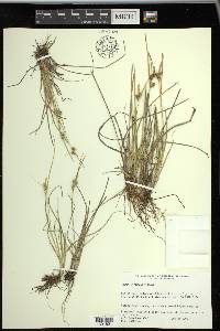 Carex viridula image