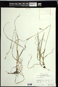 Carex vaginata image