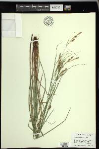 Carex virescens image