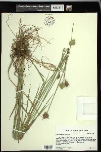 Carex vexans image