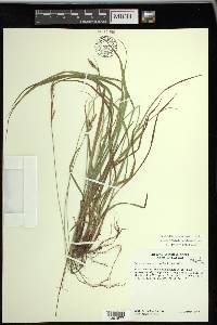 Carex virescens image