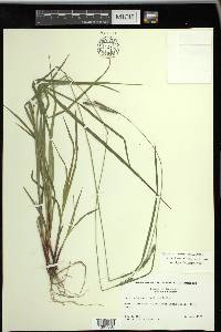 Carex virescens image