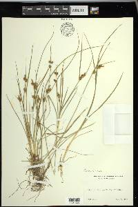 Carex viridula image