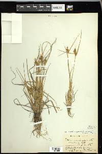 Carex viridula image