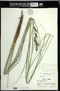 Carex verrucosa image