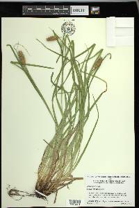 Carex typhina image