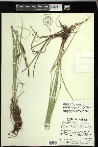 Carex vacillans image