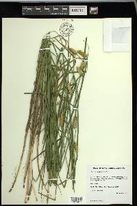 Carex vesicaria image