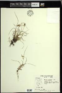 Carex viridula image