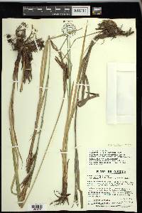 Carex vacillans image