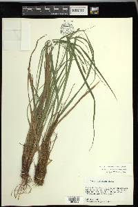 Carex virescens image