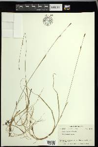 Carex vaginata image