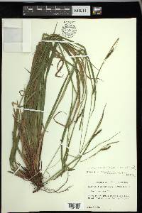 Carex venusta image