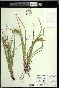 Carex typhina image