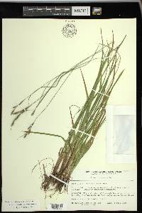 Carex virescens image