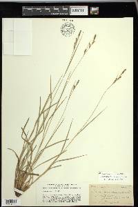 Carex virescens image