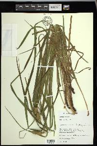 Carex typhina image