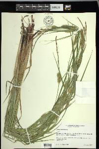 Carex vesicaria image