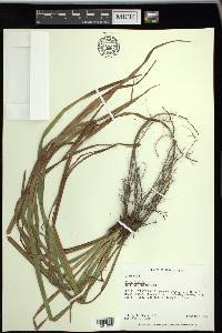 Carex typhina image