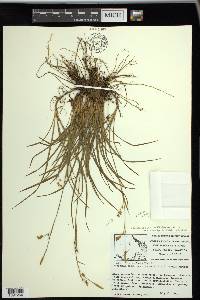 Carex vaginata image