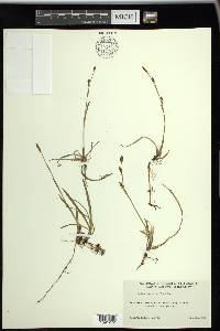 Carex vaginata image