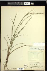 Carex virescens image