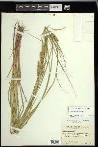 Carex vesicaria image