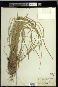 Carex vesicaria image