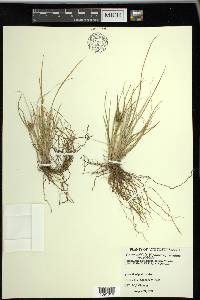 Carex viridula image