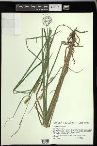 Carex vesicaria image