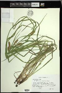 Carex typhina image