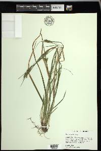 Carex venusta image