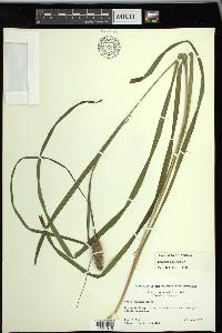 Carex typhina image