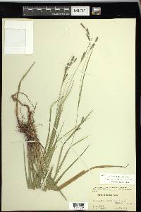 Carex virescens image